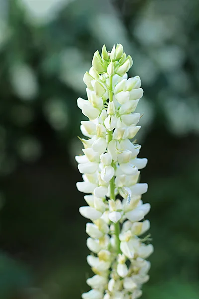 Glade Diferentes Flores Grama Orelhas Grama São Muitos Verdes Floração — Fotografia de Stock