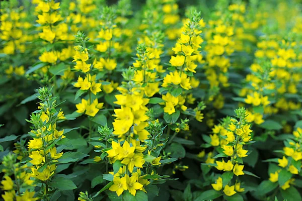 Glade Diferentes Flores Grama Orelhas Grama São Muitos Verdes Floração — Fotografia de Stock