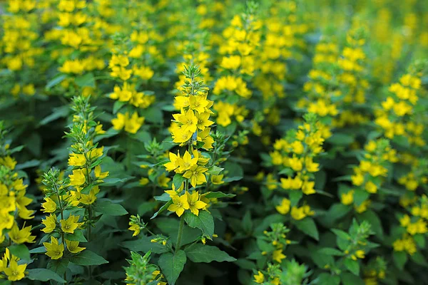 Glade Diferentes Flores Grama Orelhas Grama São Muitos Verdes Floração — Fotografia de Stock