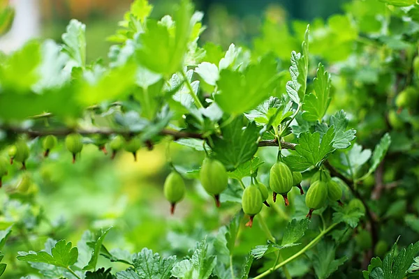 Stachelbeerstrauch Garten Die Früchte Der Beeren Wachsen Auf Einem Zweig — Stockfoto