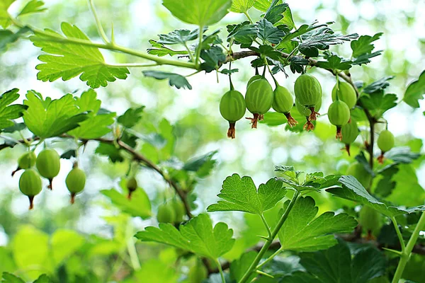 Arbusto Grosella Jardín Los Frutos Las Bayas Crecen Una Rama —  Fotos de Stock