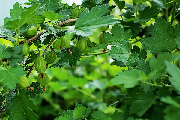 Maquereau Dans Jardin Les Fruits Des Baies Poussent Sur Une — Photo