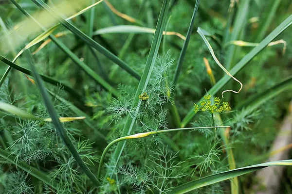 タマネギ ニンニク 庭で育つディル 食用緑の草は 最も健康的な庭で成長し 夢のビーガンと生の食べる人 — ストック写真