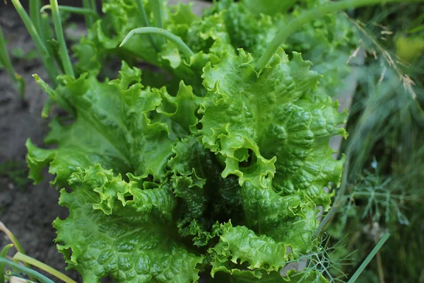 Lettuce grows on the bed, edible green grassthe most useful green lettuce grows in the garden, the dream vegan and raw eater