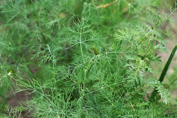 Салат Растет Кровати Съедобная Зеленая Трава Наиболее Полезный Зеленый Салат — стоковое фото