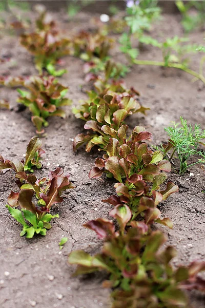 Saláta Ágyon Ehető Zöld Grassthe Leghasznosabb Zöld Saláta Kertben Álom — Stock Fotó