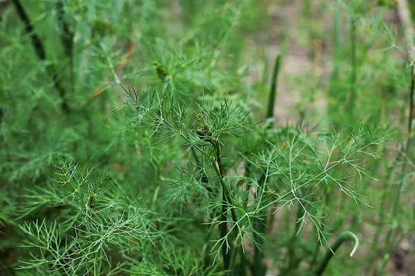 Lattuga Cresce Sul Letto Erba Verde Commestibilela Lattuga Verde Più — Foto Stock