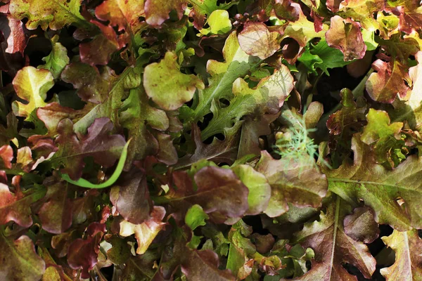 Salat Wächst Auf Dem Beet Essbares Grünes Gras Der Nützlichste — Stockfoto