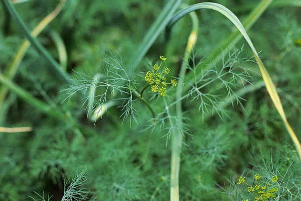 Onions Garlic Dill Growing Garden Edible Green Grassthe Healthiest Grows Royalty Free Stock Images