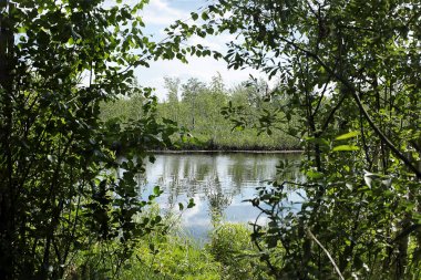 Doğal göl, bulutlar ve birçok ağaç ve sakin berrak su ile yeşil orman ile mavi gökyüzü