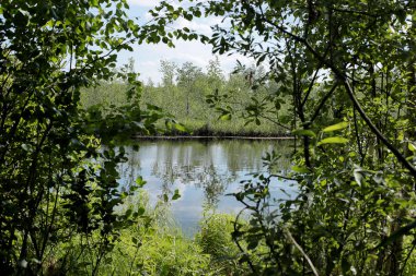 Doğal göl, bulutlar ve birçok ağaç ve sakin berrak su ile yeşil orman ile mavi gökyüzü