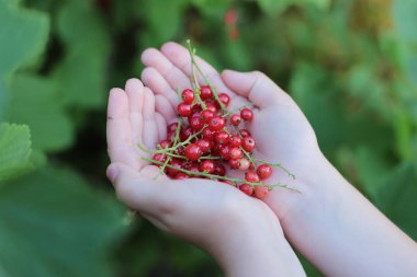 Olgun berry kırmızı frenk üzümü, elinde çilek sulu meyve