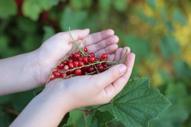 Olgun berry kırmızı frenk üzümü, elinde çilek sulu meyve