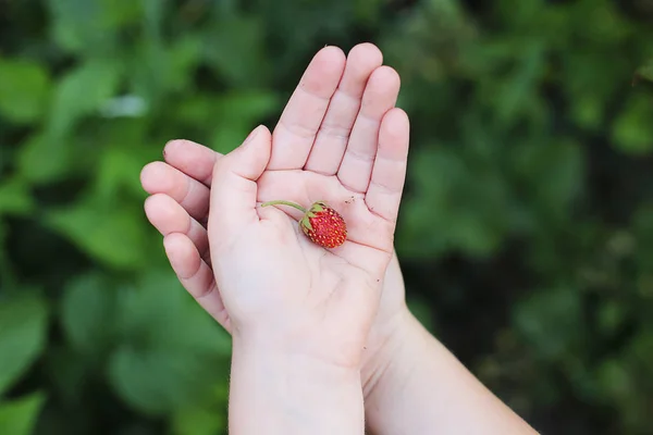 Fresas Maduras Arrancadas Fresas Manos Niño —  Fotos de Stock