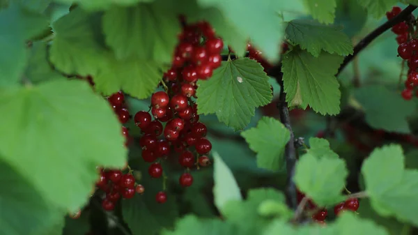 Ein Strauch Reifer Roter Johannisbeeren Saftige Früchte Nicht Zerrissener Beeren — Stockfoto