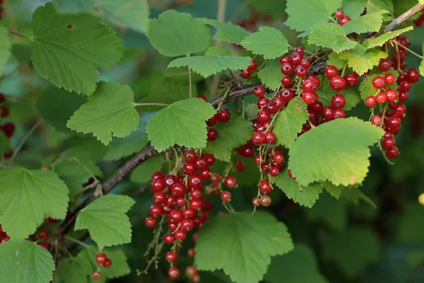 Arbusto Bayas Maduras Grosella Roja Frutas Jugosas Bayas Desgarradas Cuelgan — Foto de Stock