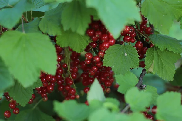熟した赤いスグリの果実の茂み 枝に裂かれていない果実のジューシーな果物 — ストック写真