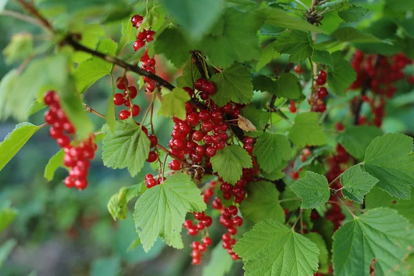 Arbusto Bayas Maduras Grosella Roja Frutas Jugosas Bayas Desgarradas Cuelgan — Foto de Stock