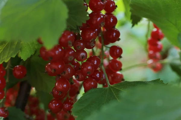 Arbusto Bagas Passa Corinto Vermelhas Maduras Frutos Suculentos Bagas Não — Fotografia de Stock