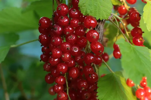 Cespuglio Bacche Ribes Rosso Mature Frutti Succosi Bacche Non Strappate — Foto Stock