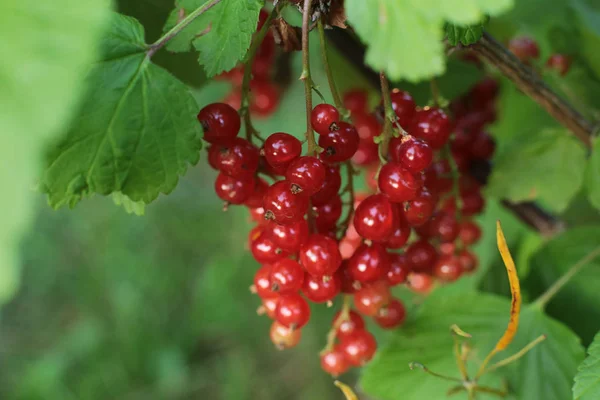 Cespuglio Bacche Ribes Rosso Mature Frutti Succosi Bacche Non Strappate — Foto Stock