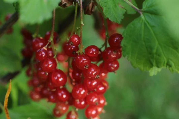 Arbusto Bagas Passa Corinto Vermelhas Maduras Frutos Suculentos Bagas Não — Fotografia de Stock