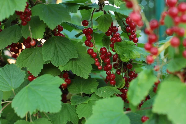 Arbusto Bagas Passa Corinto Vermelhas Maduras Frutos Suculentos Bagas Não — Fotografia de Stock