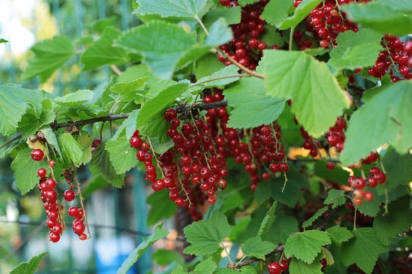 Arbusto Bayas Maduras Grosella Roja Frutas Jugosas Bayas Desgarradas Cuelgan — Foto de Stock