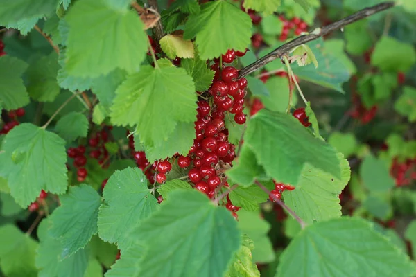 Cespuglio Bacche Ribes Rosso Mature Frutti Succosi Bacche Non Strappate — Foto Stock