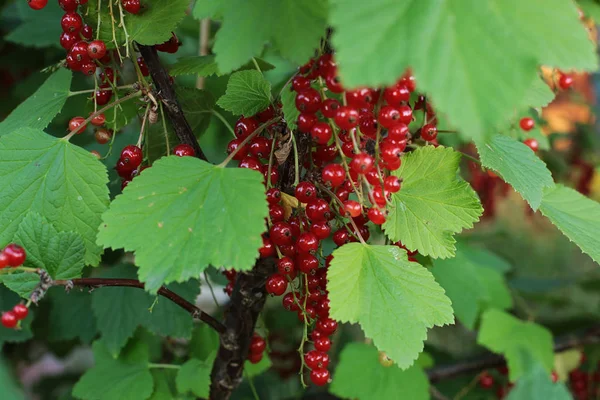 Arbusto Bayas Maduras Grosella Roja Frutas Jugosas Bayas Desgarradas Cuelgan — Foto de Stock