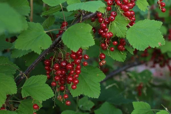 Arbusto Bayas Maduras Grosella Roja Frutas Jugosas Bayas Desgarradas Cuelgan — Foto de Stock