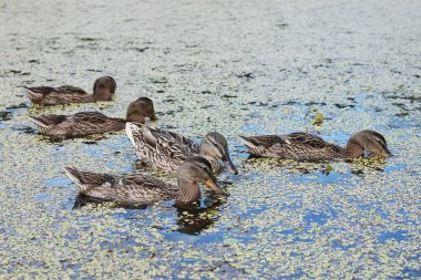 Göldeki ördekler ekmek, mama ördeği ve genç ördek yavrusu yiyor.