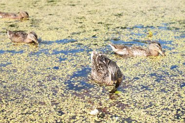 Göldeki ördekler ekmek, mama ördeği ve genç ördek yavrusu yiyor.