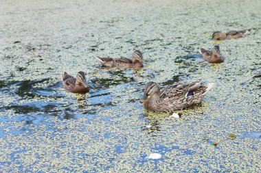Göldeki ördekler ekmek, mama ördeği ve genç ördek yavrusu yiyor.