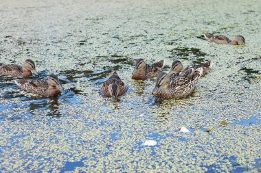 Göldeki ördekler ekmek, mama ördeği ve genç ördek yavrusu yiyor.