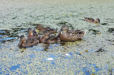 Göldeki ördekler ekmek, mama ördeği ve genç ördek yavrusu yiyor.