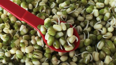 Macro photo of sprouted mung bean, vegetarians and raw sprouts eat, a lot of mung bean and some mash on a spoon clipart