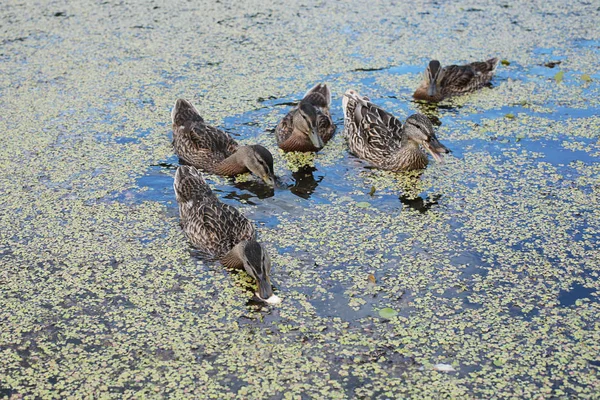 Ducks Lake Eat Bread Mama Duck Young Ducklings — Stock Photo, Image