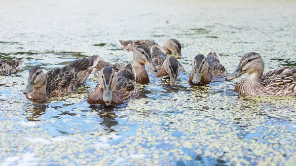 Ducks Lake Eat Bread Mama Duck Young Ducklings — Stock Photo, Image