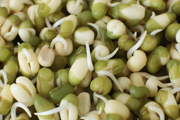 Makro fotoğraf arka plan püre filizlendi, fide gıda vejetaryenler ve ham yemek, doku vejetaryen diyet