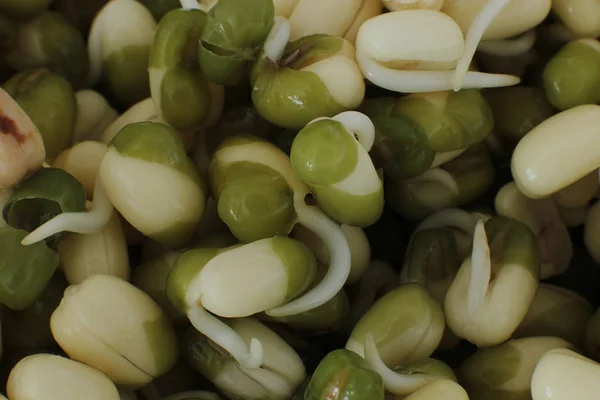 Macro Foto Achtergrond Gekiemde Puree Zaailingen Voedsel Vegetariërs Rauw Eten — Stockfoto