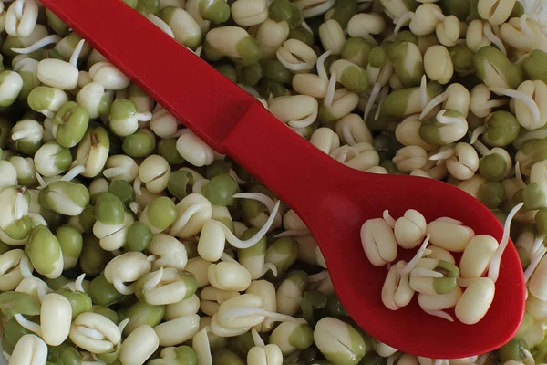 Macro photo of sprouted mung bean, vegetarians and raw sprouts eat, a lot of mung bean and some mash on a spoon