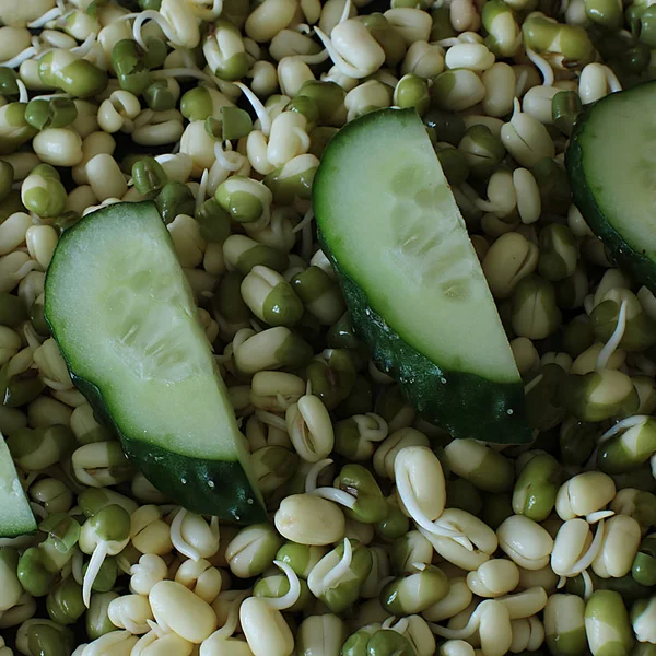 Macro Photo Germinated Mung Bean Cucumber Sprouts Vegetarians Raw Food — Stock Photo, Image
