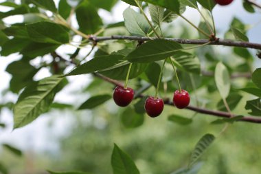 Bir dalda olgun berry kiraz, sulu çilek lezzetli bir ağaçüzerinde büyüyen çiğ taze gıda tedavi
