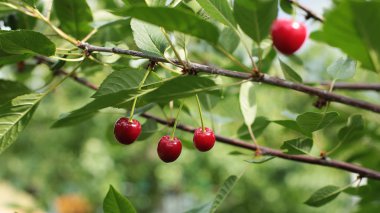 Bir dalda olgun berry kiraz, sulu çilek lezzetli bir ağaçüzerinde büyüyen çiğ taze gıda tedavi
