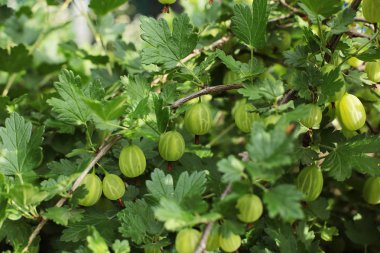 Dalda bektaşi üzümü, sulu büyük yeşil çilek lezzetli çiğ taze gıda tedavi