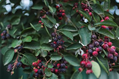 Dalda Berry shadberry, sulu büyük mor çilek lezzetli ham taze gıda tedavi