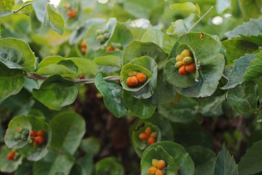 Hanımeli Capricole yenmez yaz çiçek parlak turuncu tonları