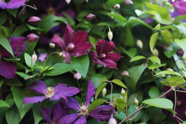 Mor çiçekler, yaz çiçekleri ve parlak fuşya tonları