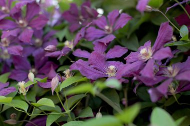 Mor çiçekler, yaz çiçekleri ve parlak fuşya tonları